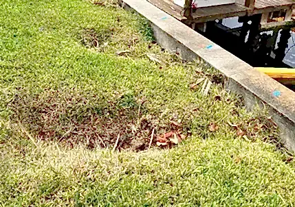 voids or depressions in the yard